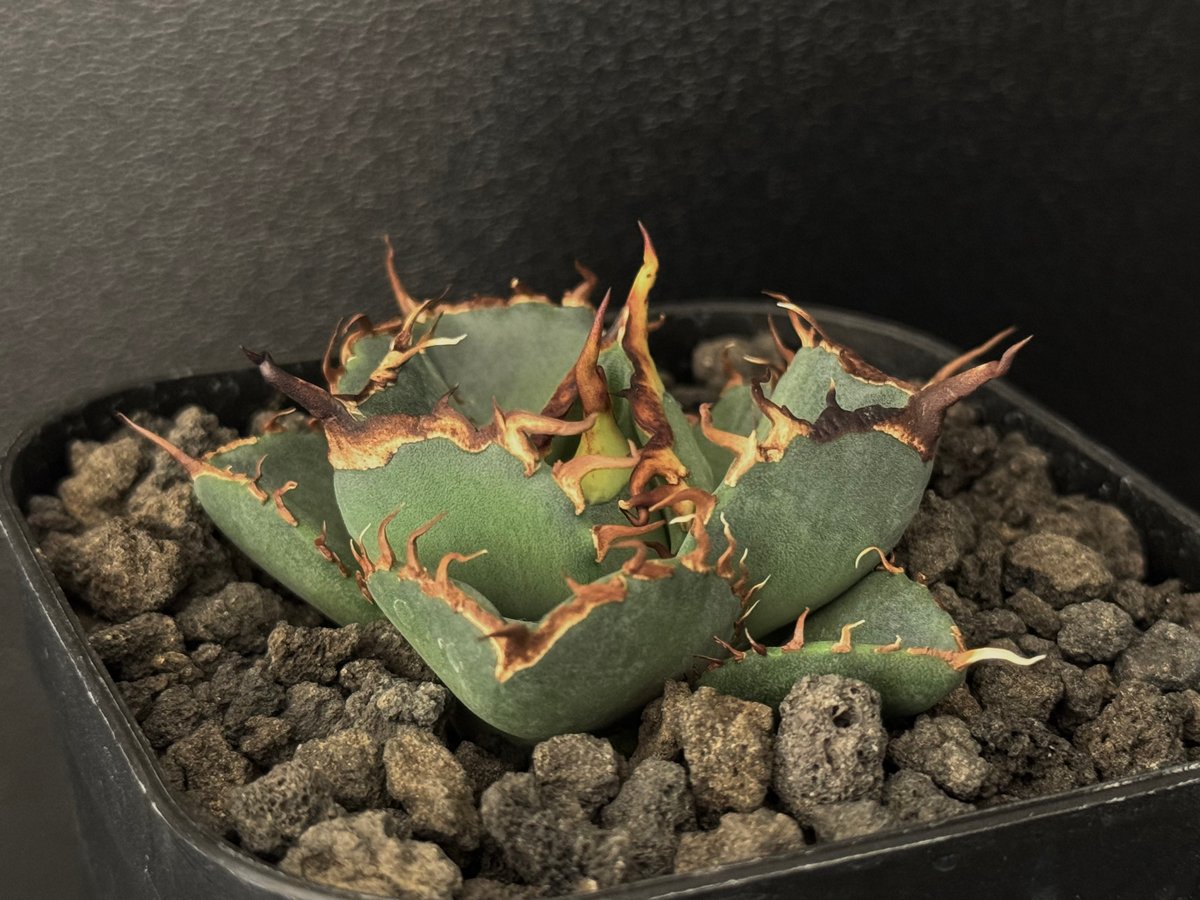 J*n様 【アガベ チタノタ “龍球會-春”】親株1枚目参照/極上株/ちょいブツ アガベ チタノタ “龍球會-春”】親株1枚目参照/極上株/ちょいブツ