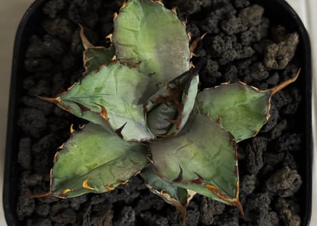 アガベ・チタノタブルー選抜/ナンバーレスγ（芽）-001｜agave titanotablue_Numberless type-γ