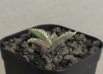 アガベ・チタノタ 白犀牛（芽）-002｜Titanota white rhino | Plus