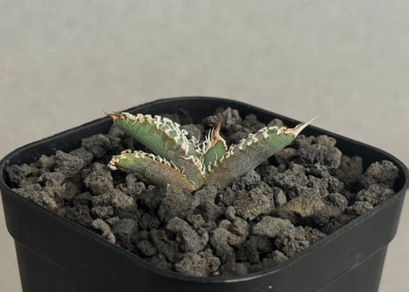 CATEGORY Titanota White ghost｜白幽霊 | Plus_Plants
