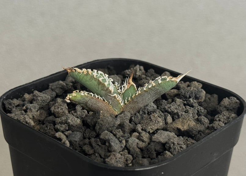 アガベ・チタノタ 白幽霊（芽）-009｜agave titanota white ghost