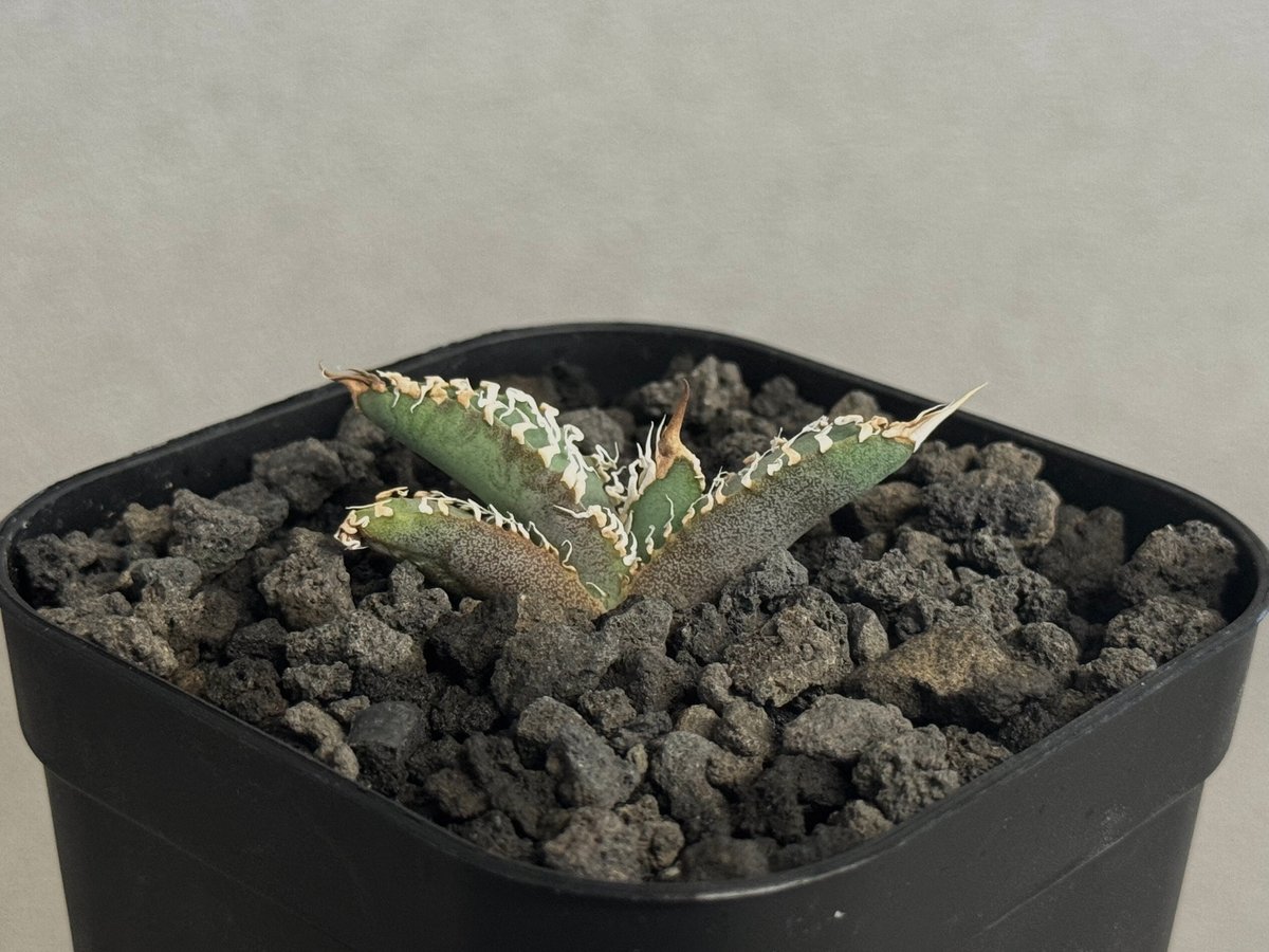 アガベ・チタノタ 白幽霊（芽）-009｜agave titanota white ghost