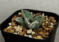 アガベ・チタノタ白鯨（縞斑）中-002｜agave titanota white whale
