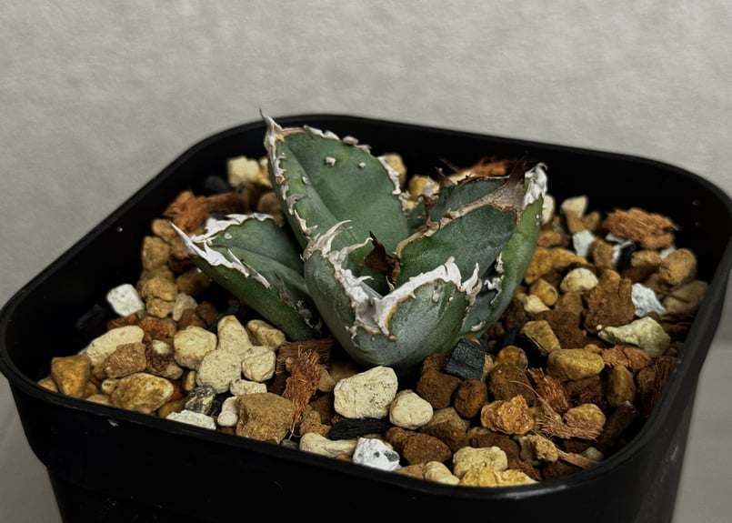 アガベ・チタノタ ハンスのぶつぶつ（芽）-004｜agave titanota Hanes n