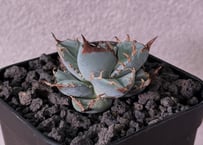 アガベ・チタノタ 狼人（芽）-025｜agave titanota were wolf | P