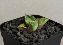 アガベ・チタノタ 烈焔（ボールタイプ）特大-027｜agave titanota