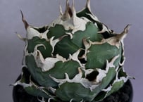 アガベ・チタノタ 魚刺_小株-001｜agave titanota fish_spine |
