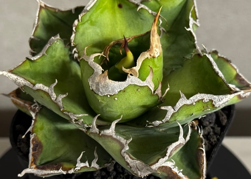 アガベ・チタノタ 繁星（小株）-069｜agave titanota star‐studded