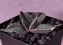 アガベ・チタノタ 蚩尤（芽）-001｜agave titanota chiyou | Plus