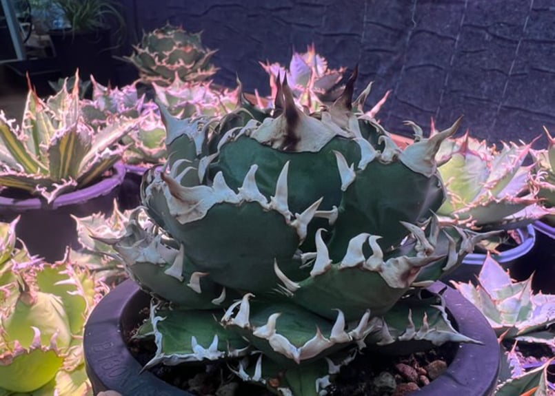 アガベ・チタノタ 徳尔塔(芽)-009｜agave titanota Delta | Plus