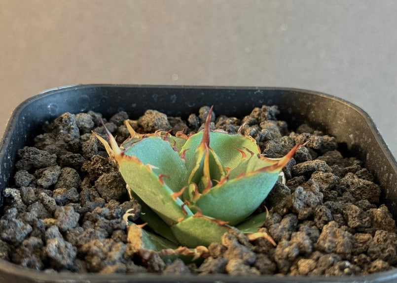 アガベ・チタノタ ハデス (黒帝斯) 芽-031｜agave titanota