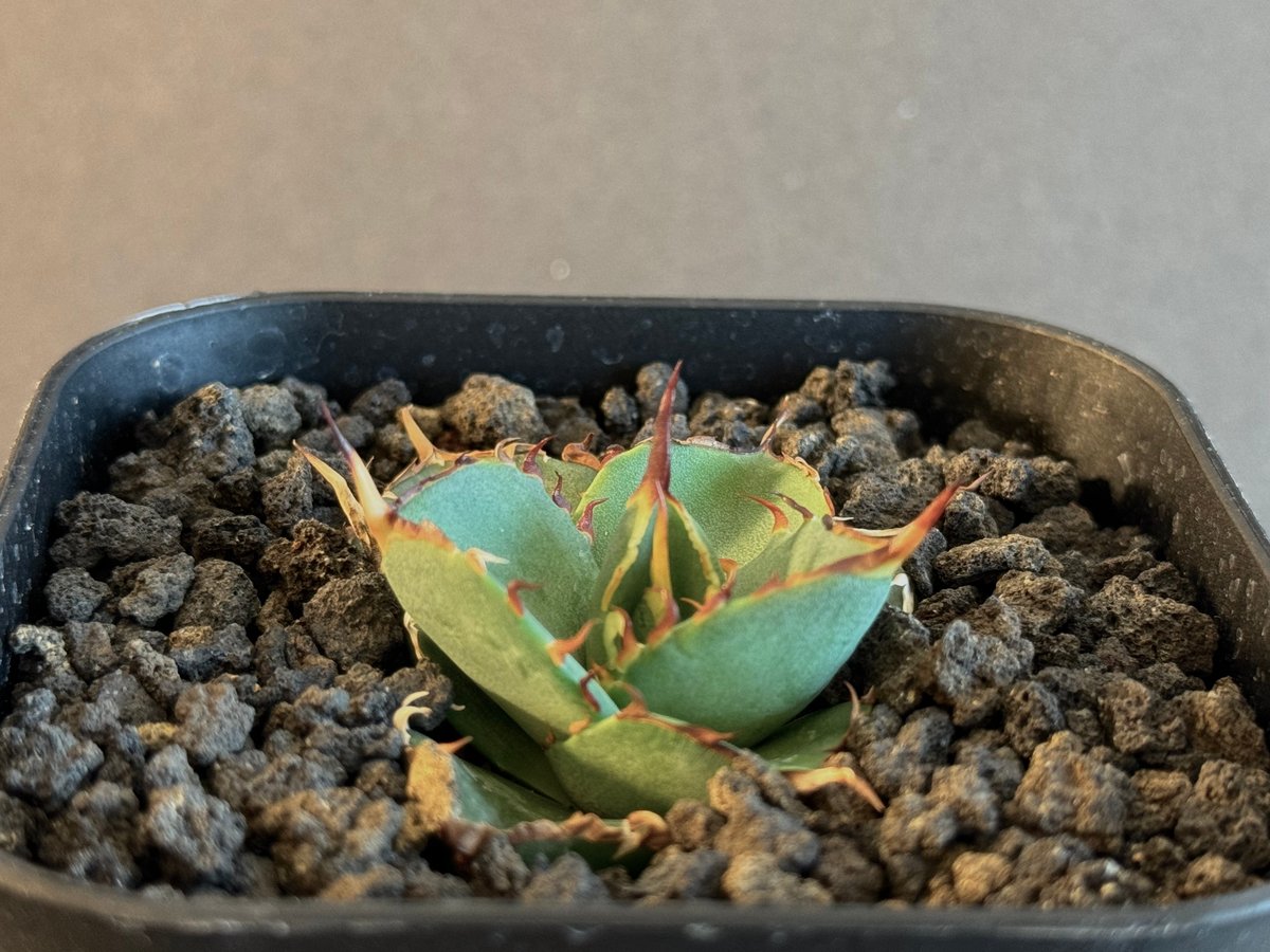 アガベ・チタノタ ハデス (黒帝斯) 芽-031|agave titanota アガベ・チタノタ ハデス (黒帝斯) 芽-031|agave titanota
