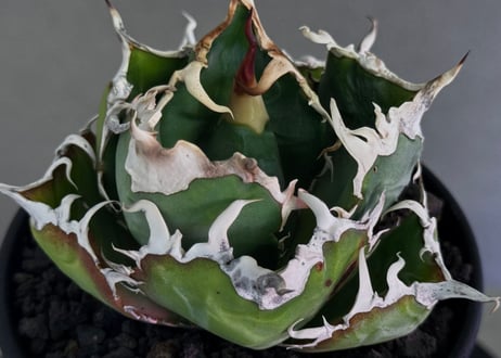 アガベ・チタノタ白鯨（厳選コンパクト）-047｜agave titanota white whale