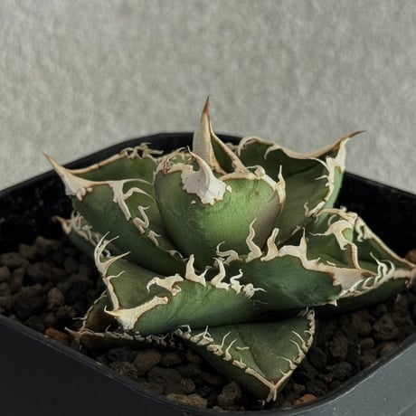 アガベ流星 | STORES