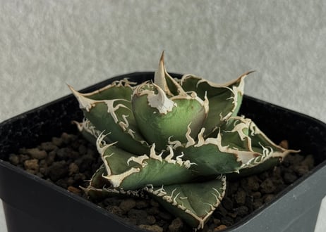 jaga be　アガベ アガベ 氷山 Agave victoriae reginae 'Hyouzan' #カクタスニシ