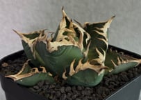 Agave Titanota 麻花龍 直子株 RAFLUM特選】アガベ チタノタ 麻花龍 【台湾 berlin産/子株/抜き