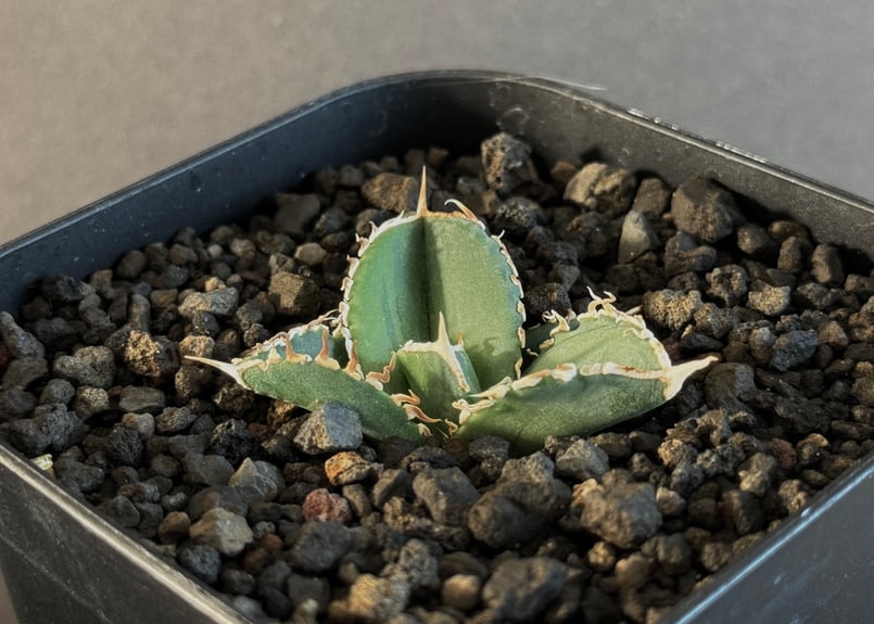 アガベ・チタノタ 大白鯊/Lize血統(芽)-004|agave titanota アガベ・チタノタ 大白鯊/Lize血統(芽)-004|agave titanota