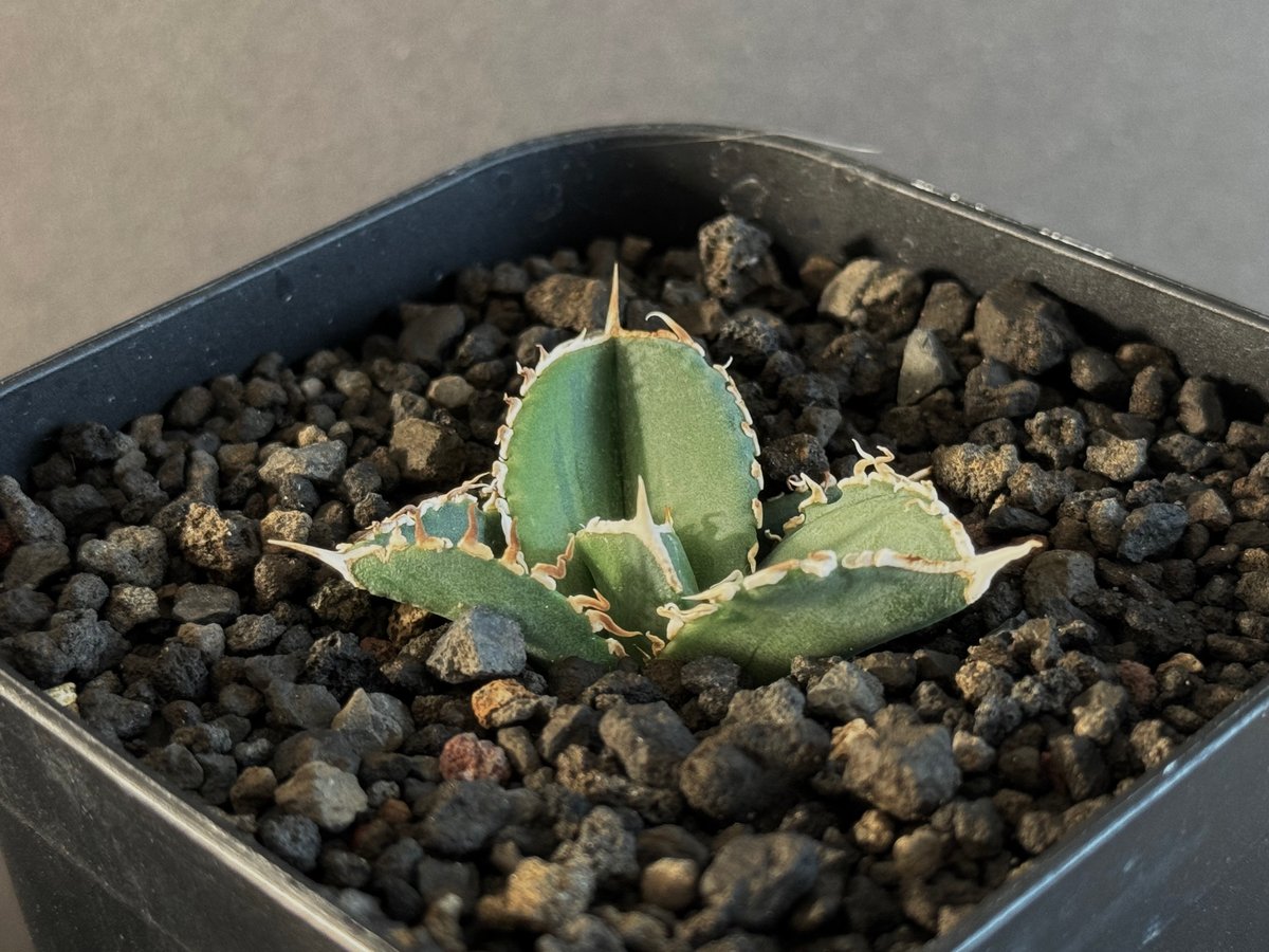 アガベ・チタノタ 大白鯊/Lize血統(芽)-004|agave titanota アガベ・チタノタ 大白鯊/Lize血統(芽)-004|agave titanota