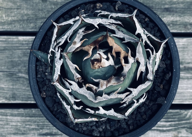 アガベ チタノタ 烈焔 中株 アガベ チタノタ 烈焔【78】 | PROTOLEAF プロトリーフ