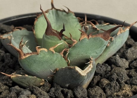 アガベ・チタノタ 澳洲鑽石(芽)-006｜agave titanota australia diamond