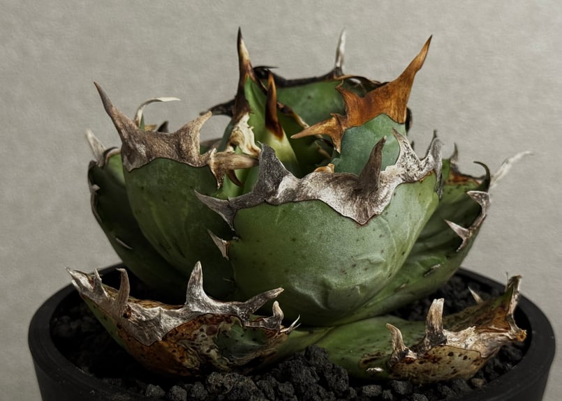 アガベ・チタノタ 阿修羅-021｜Agave titanota ashura | Plus_P