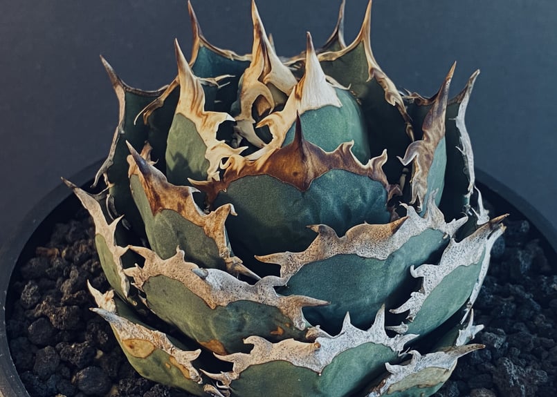 アガベ・チタノタ 烈焔（ボールタイプ）大-015｜agave titanota flame |