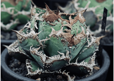アガベ・チタノタ ハンスのぶつぶつ（芽）-005｜agave titanota Hanes no butsubutsu