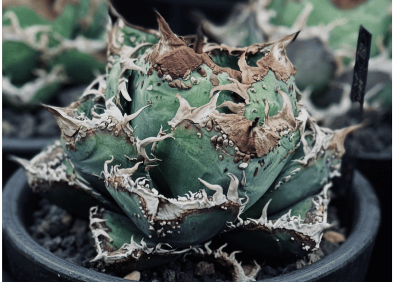 アガベ・チタノタ ハンスのぶつぶつ（芽）-004｜agave titanota Hanes n