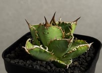 アガベ・チタノタ ビースト-001（芽）｜agave titanota beast | Plu