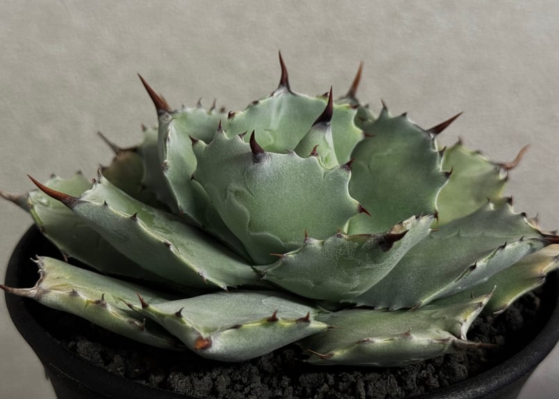 Royal agave産＞アガベ・イシスメンシス （中株）-002｜ agave isthm