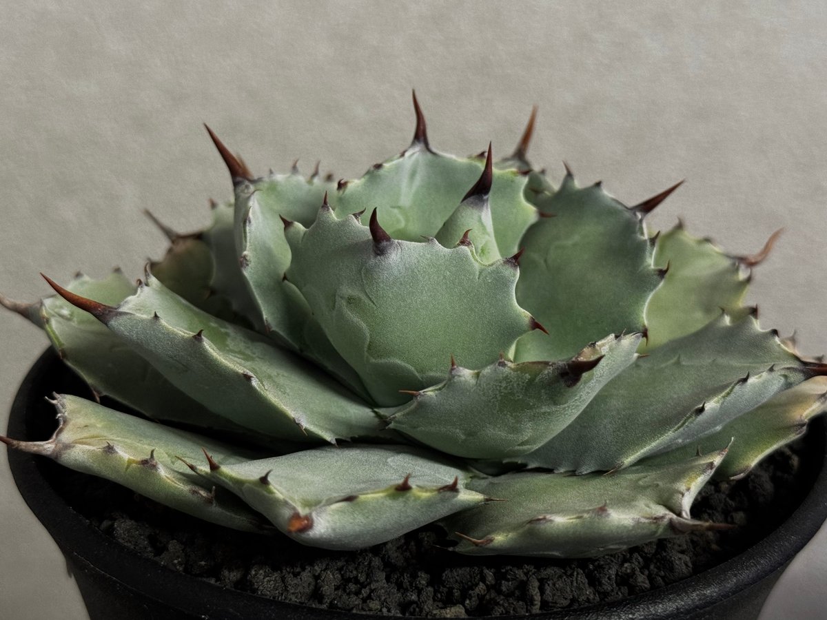 Royal agave産＞アガベ・イシスメンシス （中株）-002｜ agave isthm