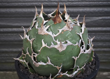 アガベ・チタノタ白鯨（ボールタイプ）大-088｜agave titanota white whale