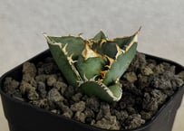 アガベ・チタノタ 中国大白鯊（芽）-006｜agave titanota