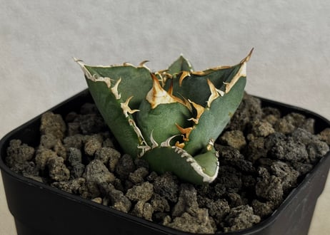 アガベ・チタノタ 中国大白鯊（芽）-006｜agave titanota