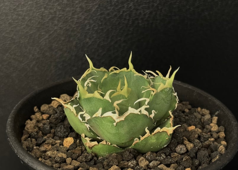 アガベ チタノタ リベレート Style of chika 天芽2頭 fit=scale-down