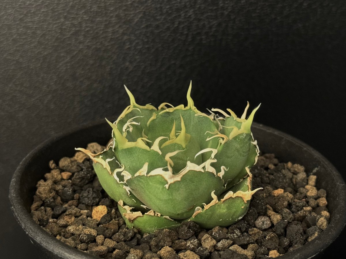 小型アガベ 緑色 トゲあり 子株 アガベ 裏トゲ表トゲ シエラミクスティカ fo76