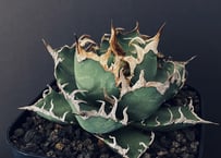 アガベ・チタノタ 狼人（芽）-022｜agave titanota were wolf | P