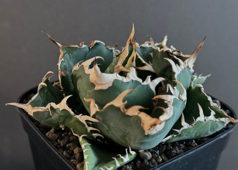 アガベ・チタノタ白鯨(小)-055|agave titanota white whale | アガベ・チタノタ白鯨(小)-055|agave titanota white whale |