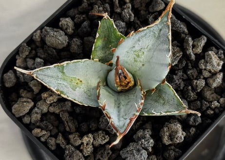 アガベ・チタノタ LQH_土（芽）010｜agave titanota saturn