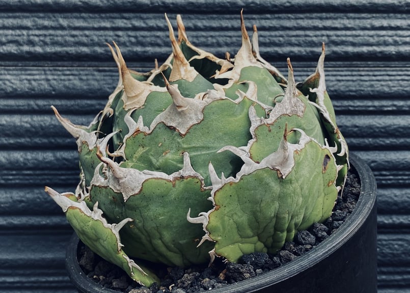 agave アガベ titanota チタノタ 選抜株 fo076 白鯨 abitur.gnesin