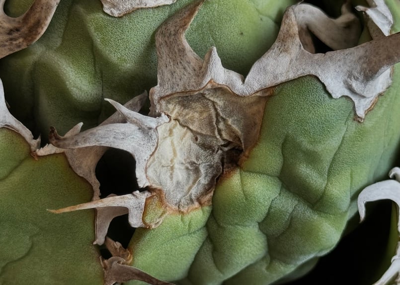 アガベ・チタノタ白鯨(ボールタイプ)中-090|agave titanota アガベ・チタノタ白鯨(ボールタイプ)中-090|agave titanota