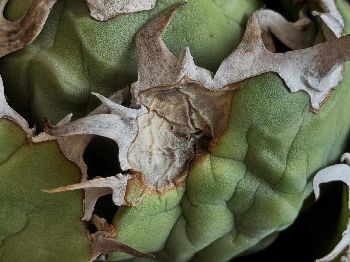 アガベ・チタノタ白鯨(ボールタイプ)中-090|agave titanota アガベ・チタノタ白鯨(ボールタイプ)中-090|agave titanota