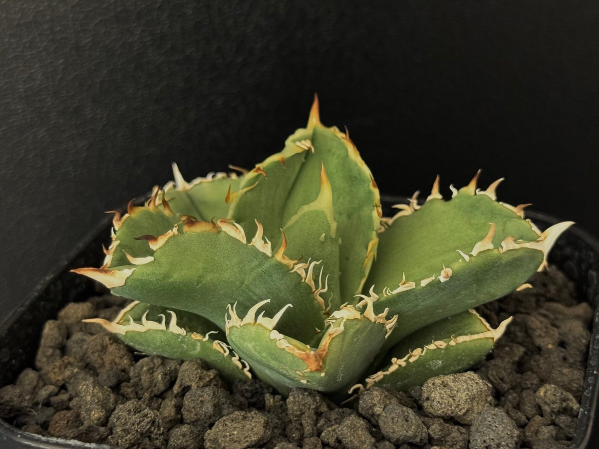 アガベ チタノタ 流星 titanota agave アガベ・チタノタ 流星(台湾Lize産)-002｜agave titanota Meteor