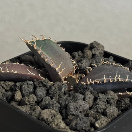 アガベ金剛 | STORES