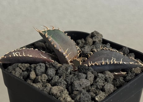 CATEGORY agave｜アガベ | Plus_Plants STORE