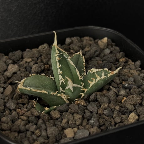 白毫刺　アガベ　子株 アガベagave白毫刺 OC 子株発根済み