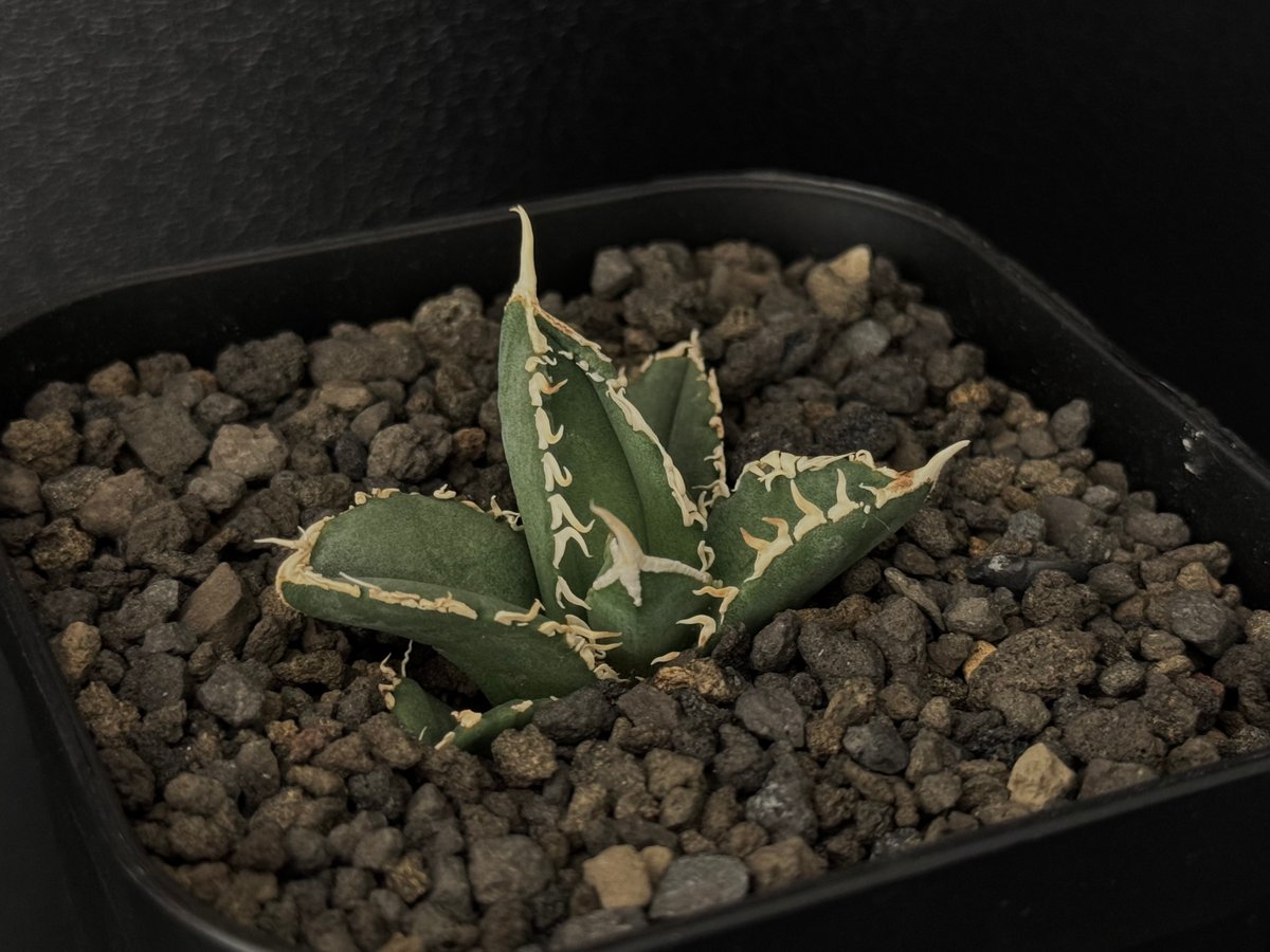 アガベ・チタノタ 白毫刺(芽)-008|agave titanota アガベ・チタノタ 白毫刺(芽)-008|agave titanota