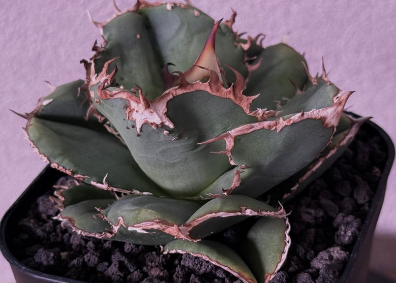 アガベ・チタノタ 蚩尤（芽）-003｜agave titanota chiyou | Plus