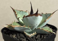 アガベ・チタノタ 姫厳竜白中斑（小株）-001｜agave titanota dwarf m