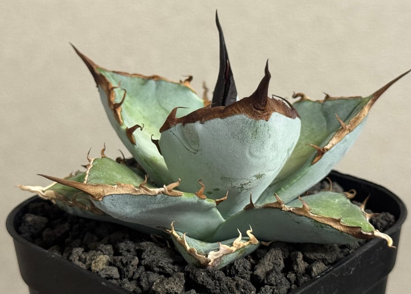 アガベ・チタノタ LQH_土（芽）007｜agave titanota saturn | Pl